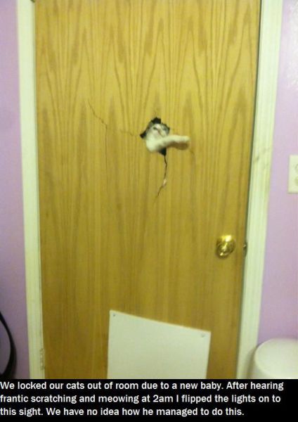 cat, story, scratching, broke through door