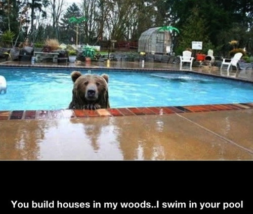 bear, pool, forest