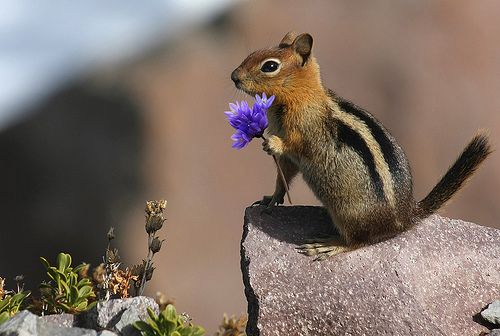chipmunk, flower, cute