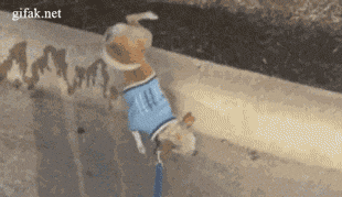 gif, dog, piss, handstand, long, wtf, lol