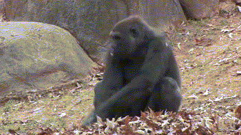 gif, monkey, leaves, play, lol