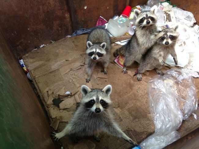 family of racoons in a dumpster