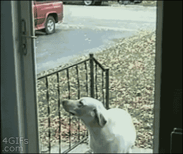gif, dog, stupid, door