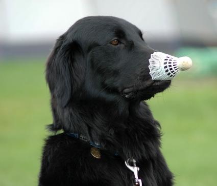 dog, birdie, badminton, cute