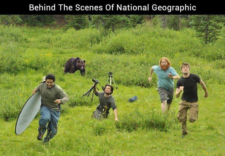 national geographic, behind de scene, bear, lol