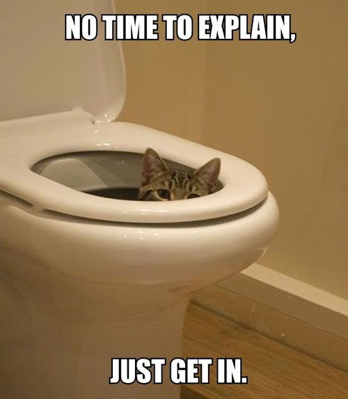 cat, toilet bowl, no time to explain, just get in, meme, lol, eww