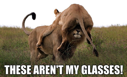 lion, lioness, these aren't my glasses, meme