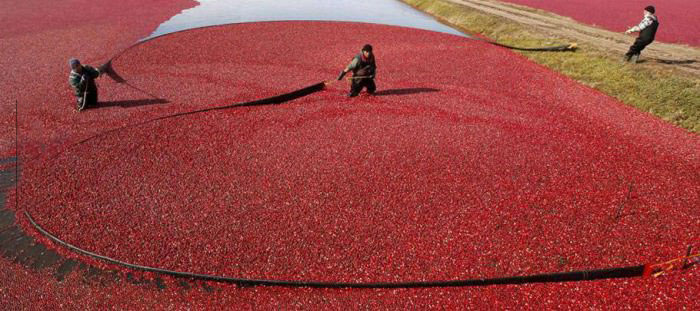 quebec cranberries, harvesting