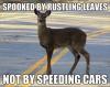 spooked by rustling leaves, not by speeding cars, deer logic, wtf, meme