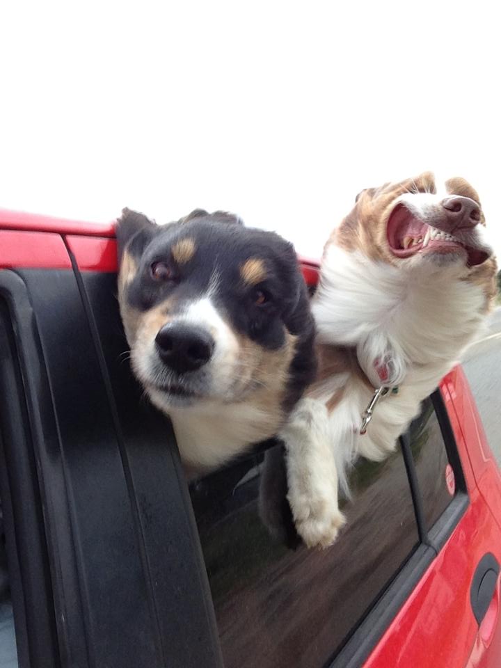 dogs, car window, wind, lol