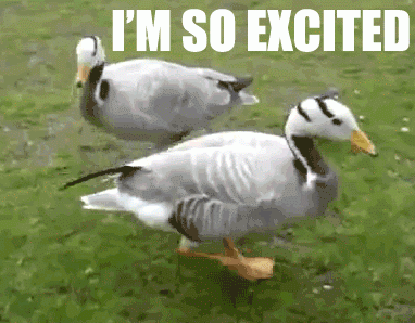 gif, i'm so excited, duck, bird, patter