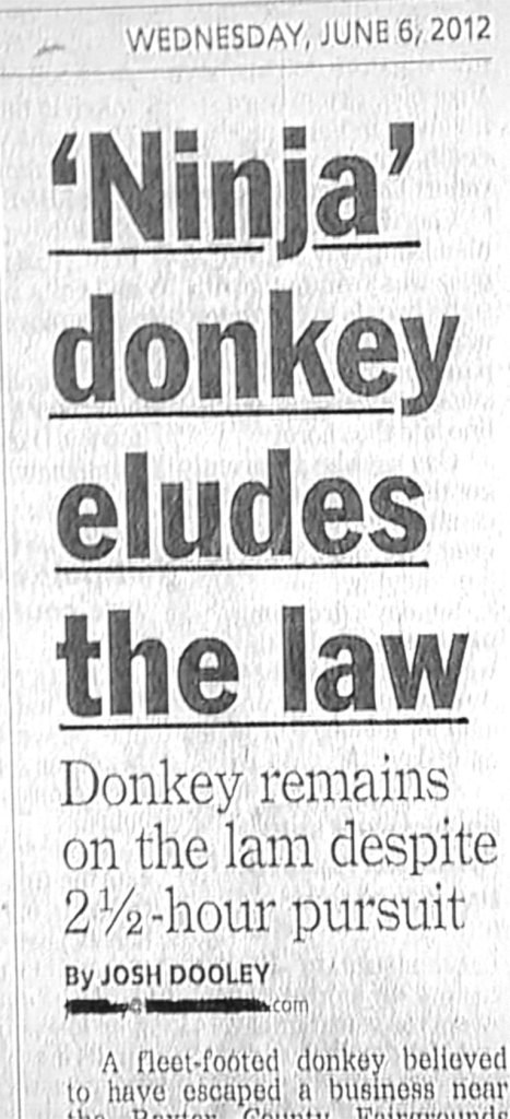 newspaper headline, ninja donkey on the lam