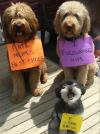 I ate mom's best shoes, I encouraged him, I love bacon, dogs and guilt signs