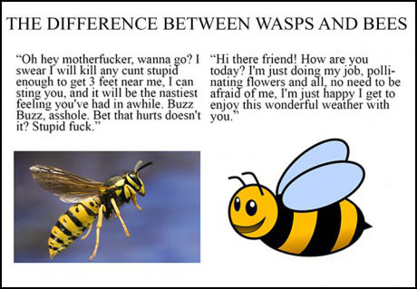 the difference between wasps and bees