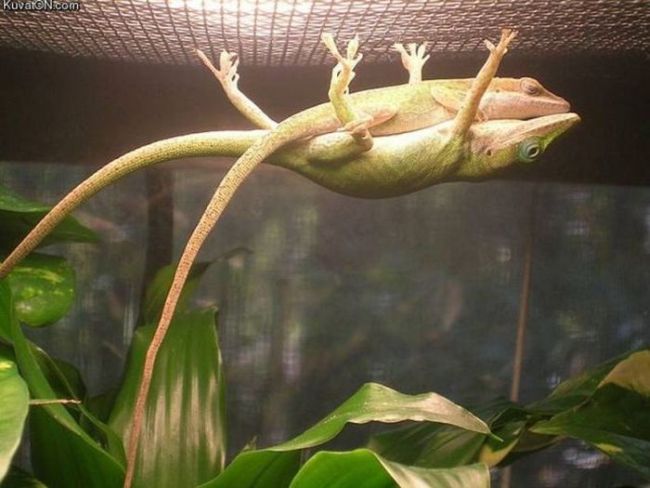 lizard, hammock, love, reptile