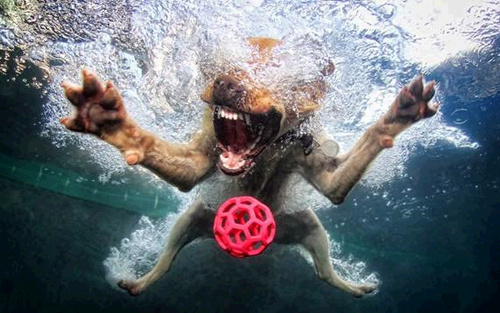 dog, water, ball, photography