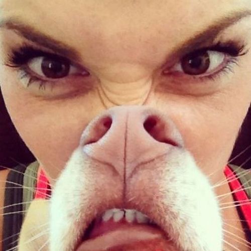 dog, snout, face, perspective, lol, angry