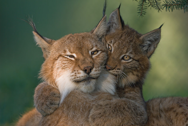 lynx, cute, animal