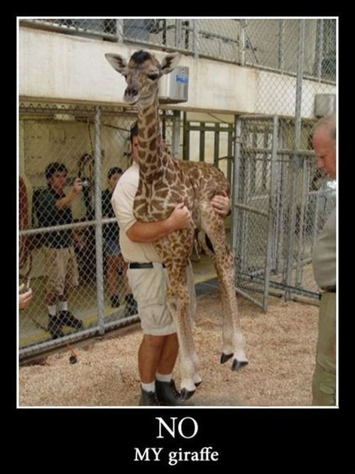 motivation, no, my giraffe