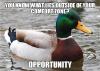 actual advice mallard, meme, opportunity lies outside your comfort zone