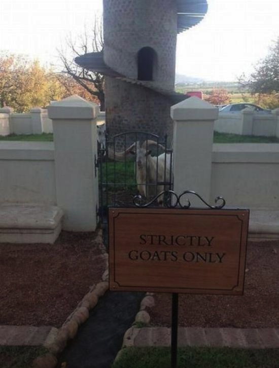 strictly goats only, wtf, sign, house, wooden spiral staircase