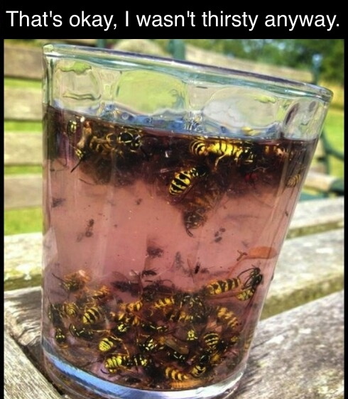 wasps, bees, drink, wasn't thirsty anyway, lol