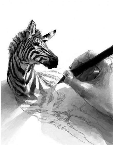 zebra, draw, perspective