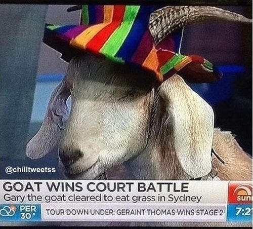 news, court battle, wtf, goat, eat grass