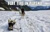 flat tire in alaska, meme, husky, dog, resting