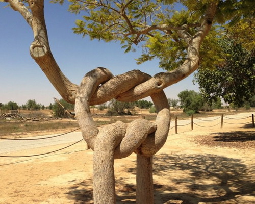 tree, knot, wow