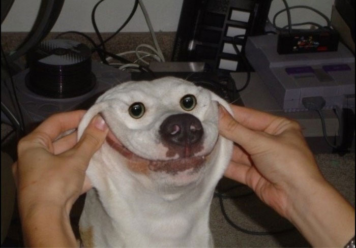 dog, smile, lol, happy, face manipulation
