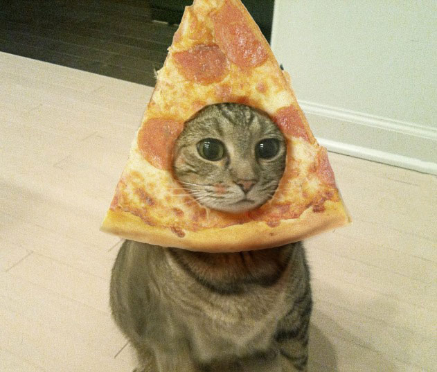 cat, circle, pizza, wtf
