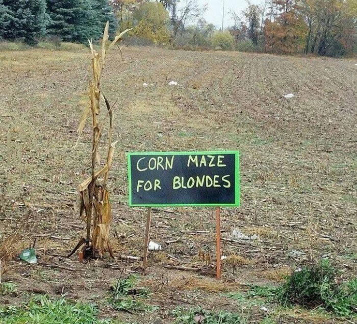 corn maze for blondes