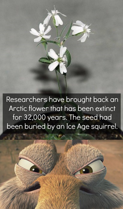 story, ice age squirrel, seed, flower