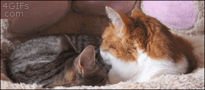 cat gets rejected by other cat with back paw to the face