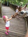 giraffe, eating hand, lol, little girl