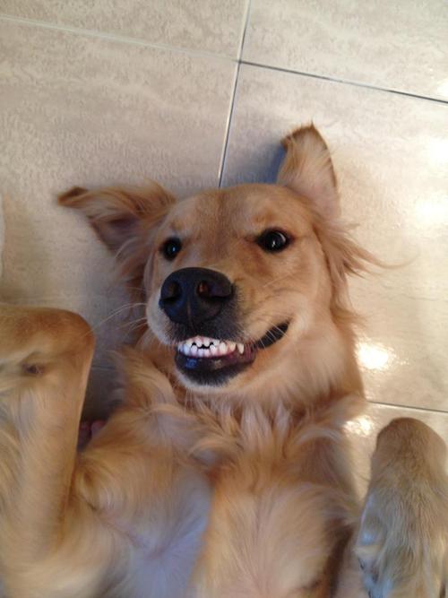 dog, smile, photo, cute