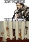 game of thrones, brace yourselves, winter is coming, kittens, radiator