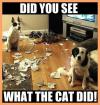 dogs, destroy, caught, meme, blame it on the cat