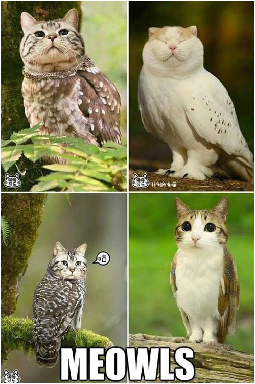 mashup, photoshop, meowls, cat, owls, lol