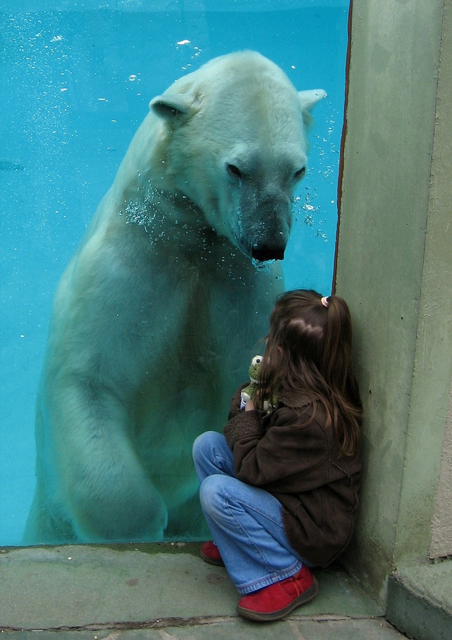 polar bear, little girl