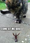 come at me bro, meme, cat, scorpion, mini lobster
