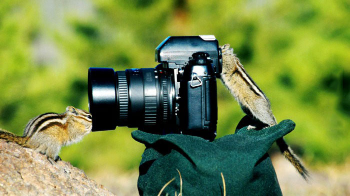 camera, chipmunk, photographer, cute, camera