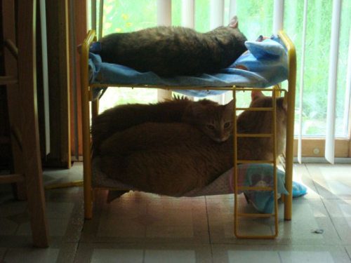 cat, kittens, bunk bed