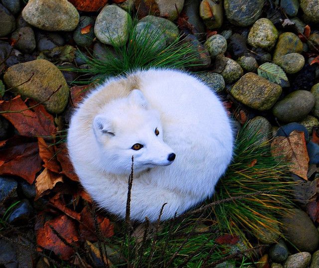 snow fox, perfect circle