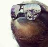 sloth, sun glasses, cash