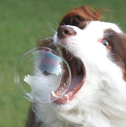 dog, bubble, bite, timing, lol