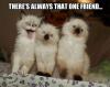 kittens, face, cat, meme, that one friend