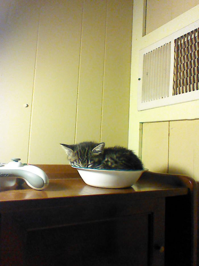 kitten sleeping in a bowl