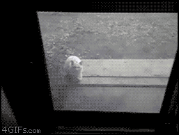 creepy cat, screen door